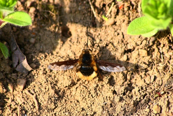 Bombylius major